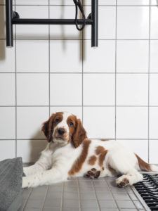 Kuivauspatteri, koiranpentu, kodinhoitohuone